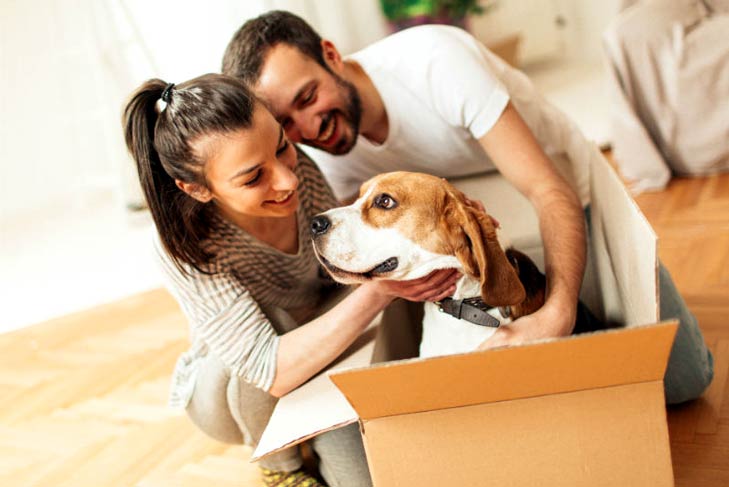 Sydney’s Leading Removalist Tips: How to Move Home with Your Dog!