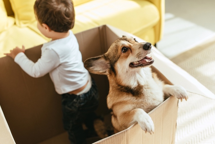 pet dog removals